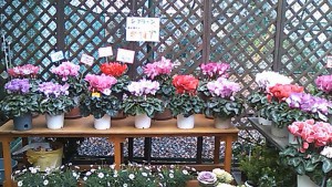 シクラメン、もう残りわずかです。