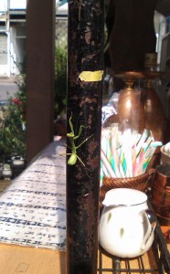 屋台とかまきり