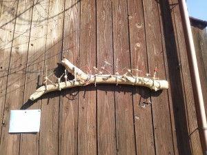 DSC_0493 キュクロプスケッチ