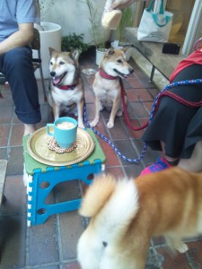 ぐりここはるちよ