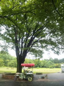 DSC_0987 小金井公園