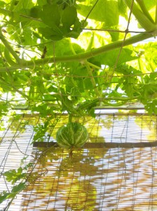 DSC_1020 かぼちゃ