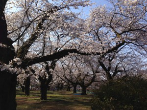 桜の園