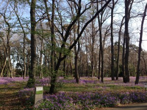 むらさきはなな