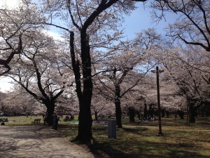 桜の園