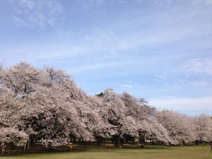 桜の園2