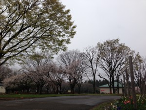 小金井公園