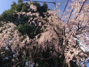 枝垂れ桜