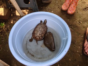 ドリューのかめ