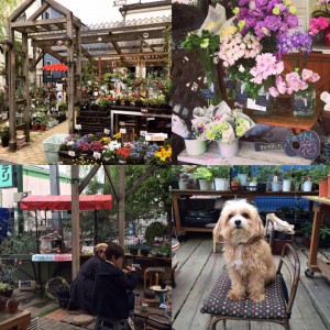 12993359_1137750232912305_8868068939246475591_n